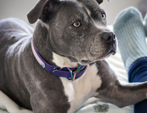 Pro Training Tip: Why Dogs Don’t Generalize Behavior