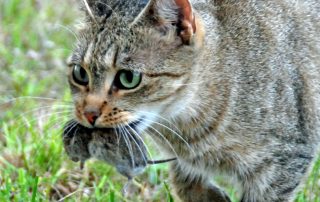 tabby cat carrying vole for article on feline predatory behavior by Alana Stevenson