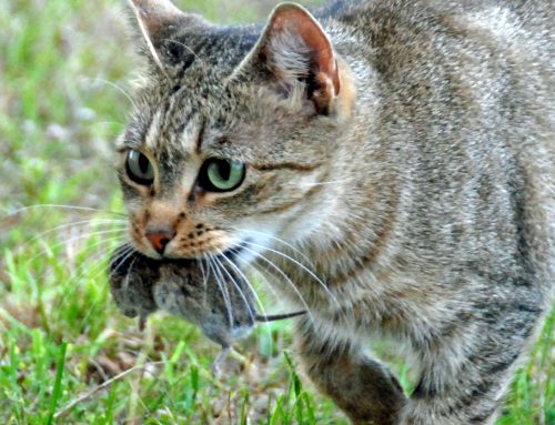 Predatory Behavior vs. Deliberate Cruelty: The Cat Is Innocent