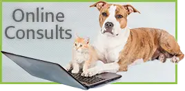 online behavior consults for dog and cat behavior problems and training concerns — black and white dog with laptop